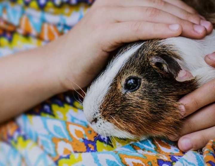 Guinea pig being cuddled