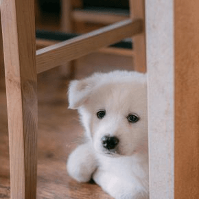 A white puppy hiding under a table