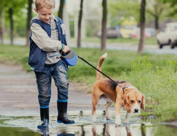 beagle being walked by boy in puddle
