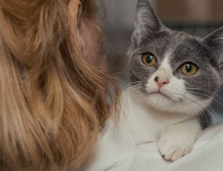grey and white cat over shoulder