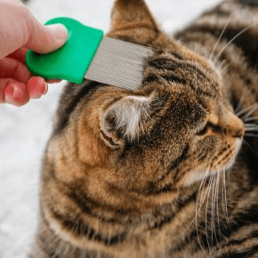 A cat being brushed with a flea brush