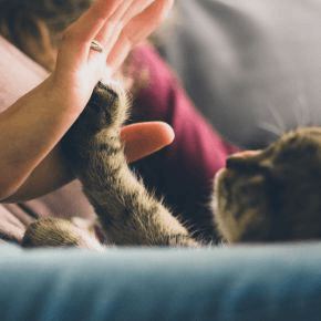 A cat pressing their paw against a persons hand