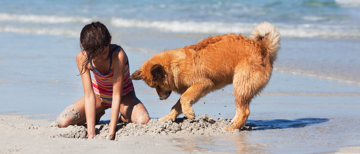 Animal Health Certificates for Travel